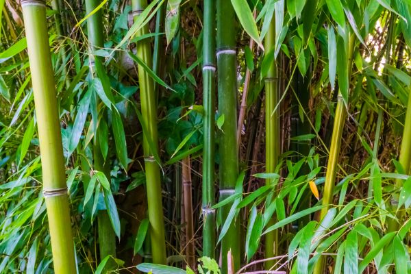 Cost of Bamboo Trimming in Westerville