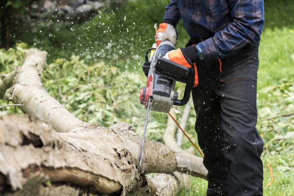 Cost of Branch Removal Service in Westerville