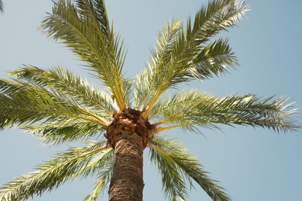 Palm Tree Pruning in Westerville