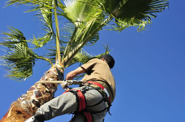 Palm Tree Trimming in Westerville