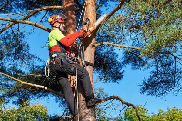 Tree Service in Westerville