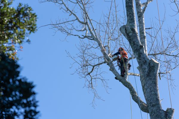 Cost of Tree Topping Service in Westerville