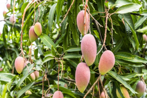 Cost of Mango Tree Trimming in Westerville