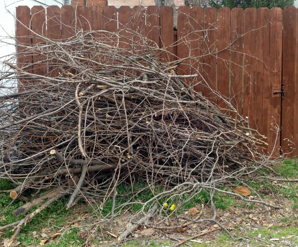 Cost of Dead Branch Removal in Westerville