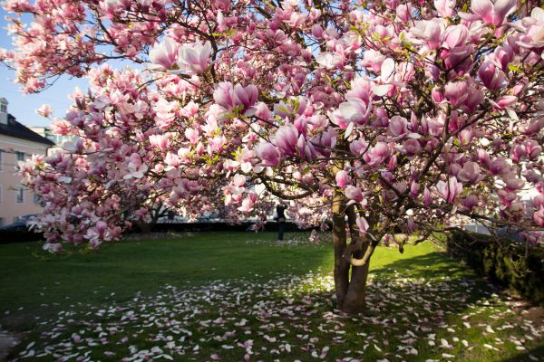Cost of Ornamental Tree Pruning in Westerville