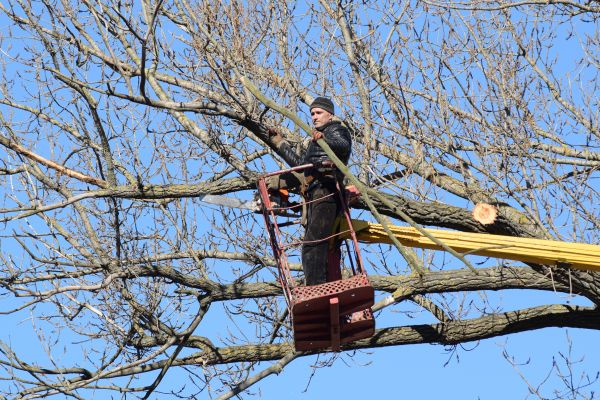 Cost of Emergency Tree Trimming in Westerville