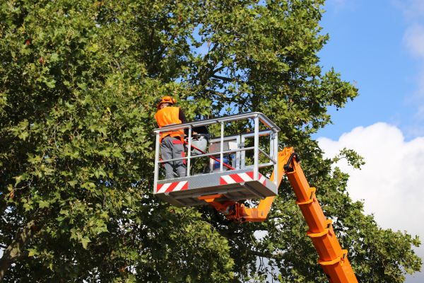 Commercial Tree Service in Westerville