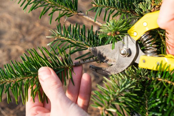 Pine Tree Pruning in Westerville