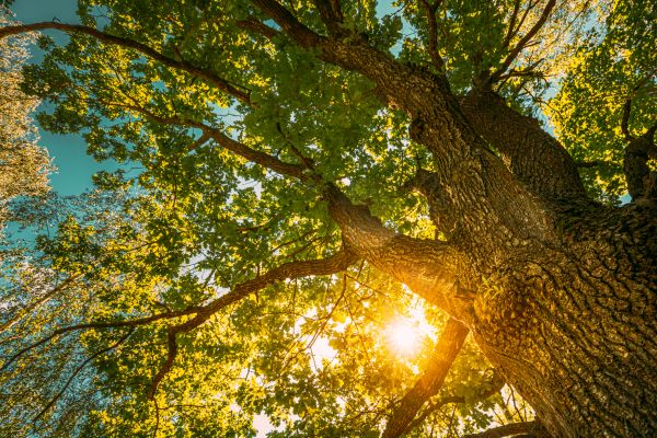 Cost of Oak Tree Pruning in Westerville