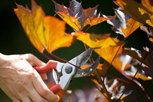 Cost of Maple Tree Pruning in Westerville