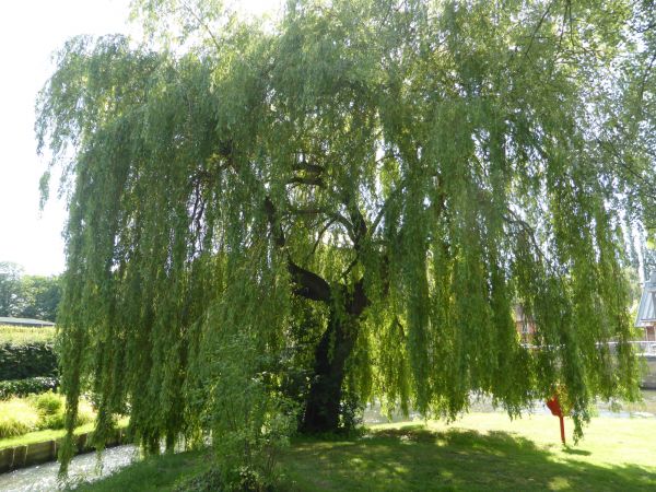 Cost of Willow Tree Trimming in Westerville