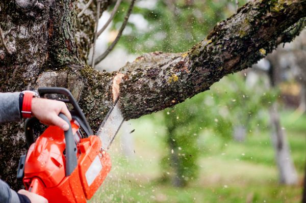 Cost of Tree Limbs Removal in Westerville