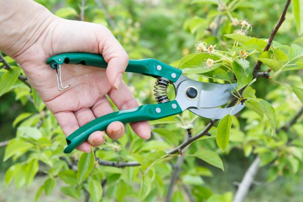 Cost of Pear Tree Pruning in Westerville
