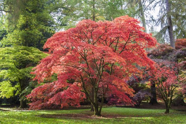 Japanese Maple Pruning in Westerville