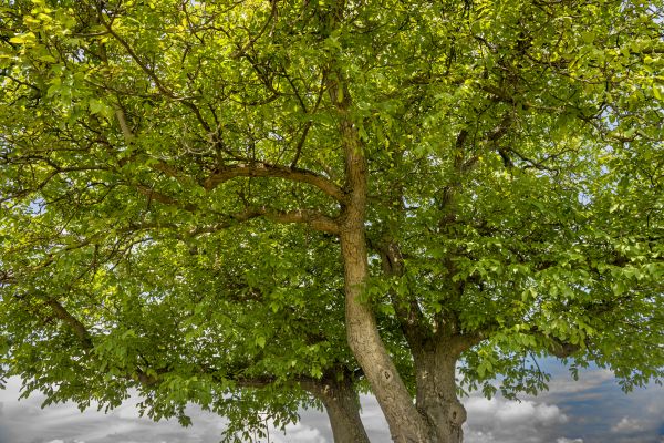 Cost of Walnut Tree Trimming in Westerville