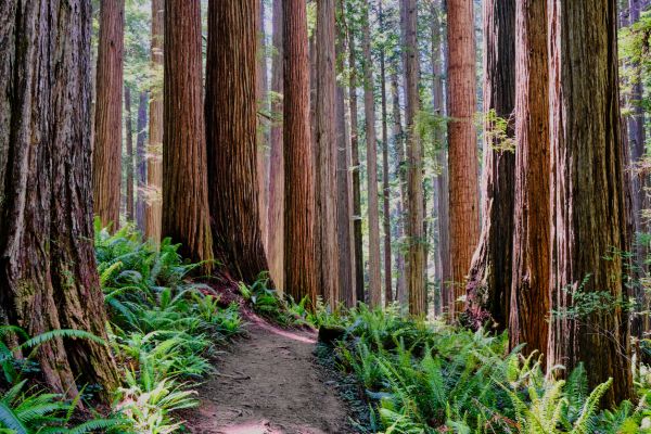 Cost of Redwood Tree Trimming in Westerville