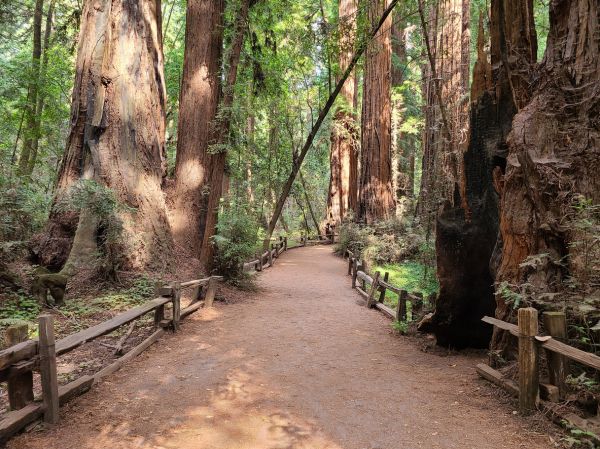 Cost of Redwood Tree Pruning in Westerville