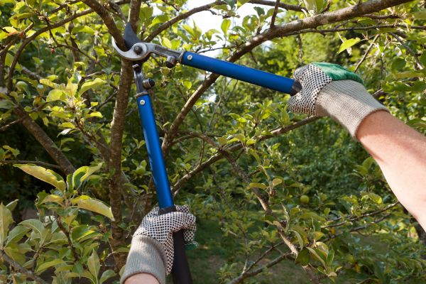 Cost of Residential Tree Pruning in Westerville
