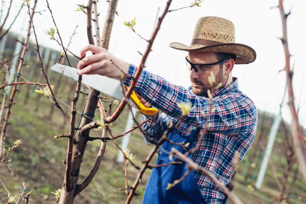 Cost of Orchard Tree Pruning in Westerville