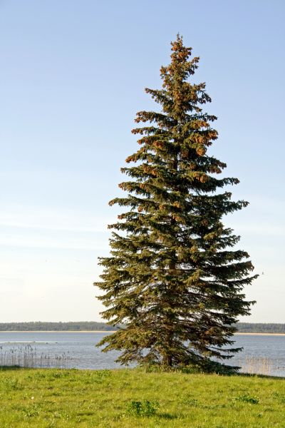 Cost of Spruce Tree Pruning in Westerville