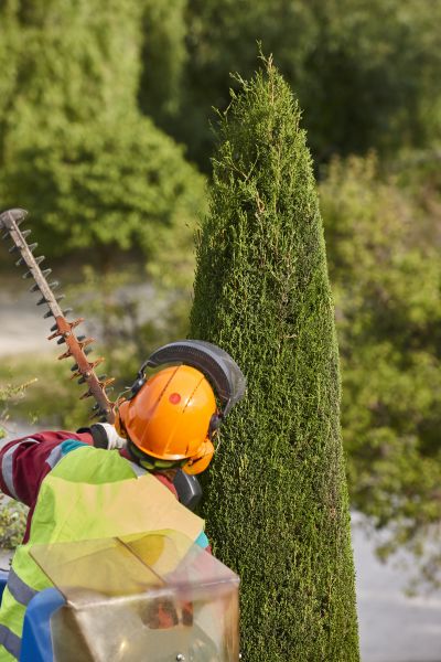 Cost of Cypress Tree Trimming in Westerville