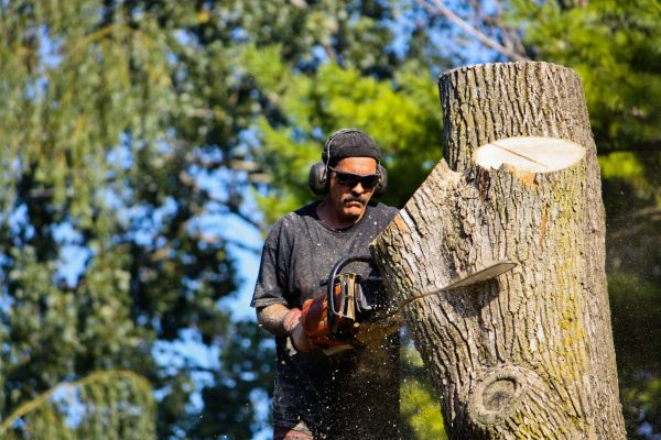 Cost of Ash Tree Pruning in Westerville