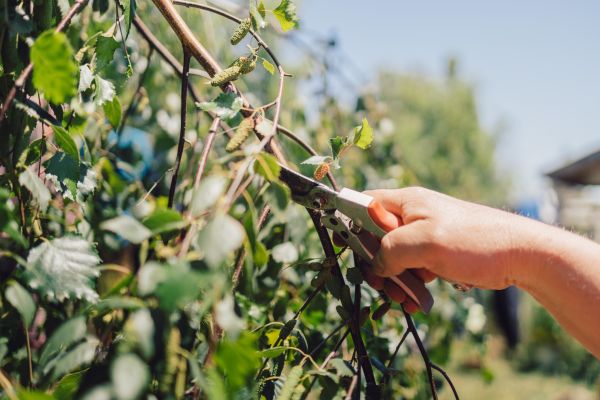 Cost of Birch Tree Pruning in Westerville