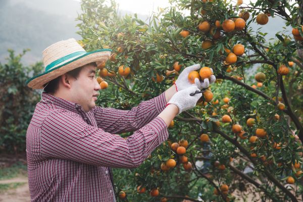 Cost of Orange Tree Pruning in Westerville