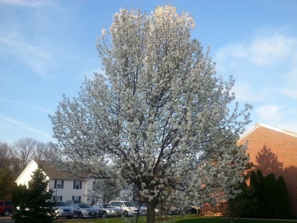 Cost of Bradford Pear Tree Pruning in Westerville