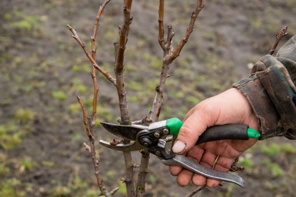 Cost of Pear Trees Pruning in Westerville