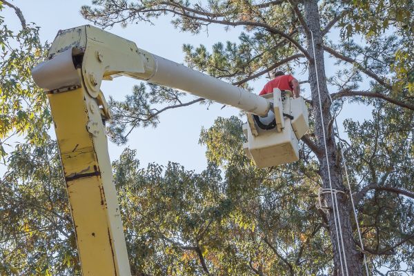 Cost of Limbs Trimming in Westerville