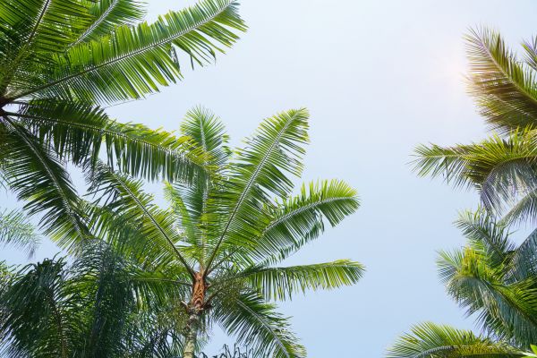Cost of Queen Palm Tree Trimming in Westerville
