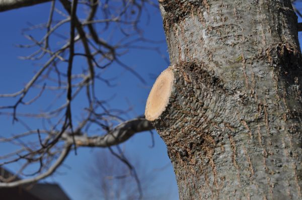 Cost of Limb Pruning in Westerville