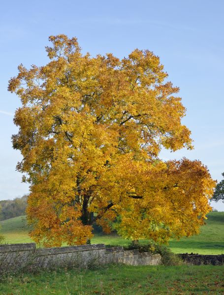 Cost of Hickory Tree Trimming in Westerville