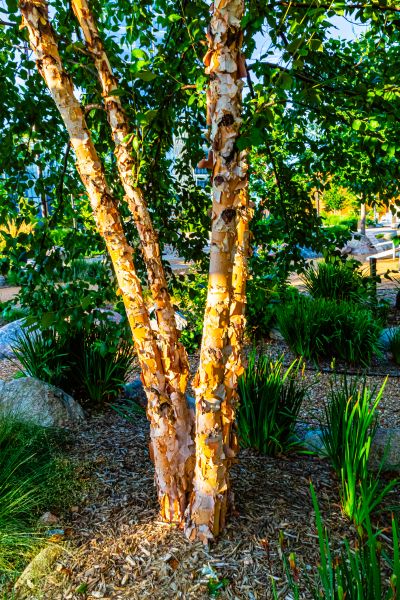 Cost of River Birch Trimming in Westerville
