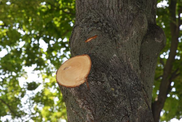Cost of Limb Cutting in Westerville