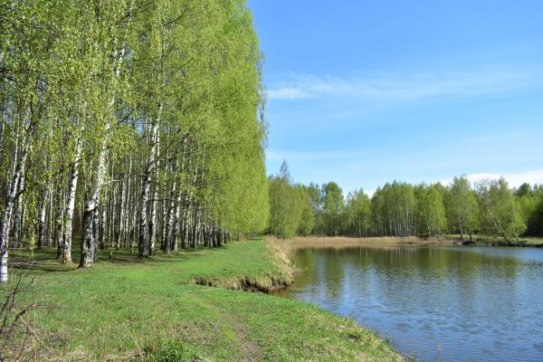 Cost of River Birch Pruning in Westerville