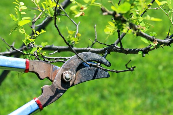 Cost of Branches Pruning in Westerville