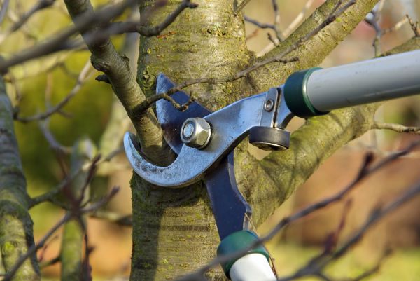 Cost of Tree Limb Trimming Service in Westerville