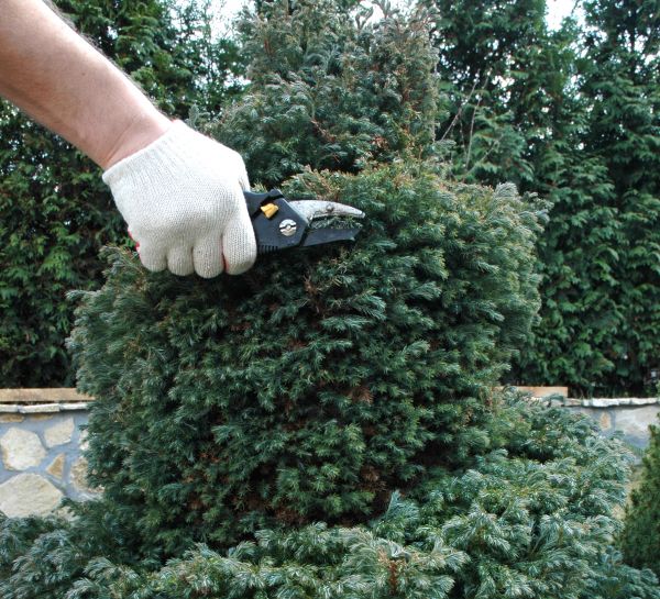 Cost of Ornamental Tree Trimming in Westerville