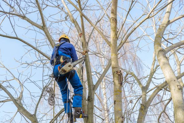 Cost of Large Tree Trimming in Westerville