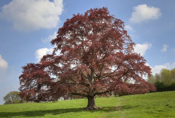 Cost of Beech Tree Pruning in Westerville