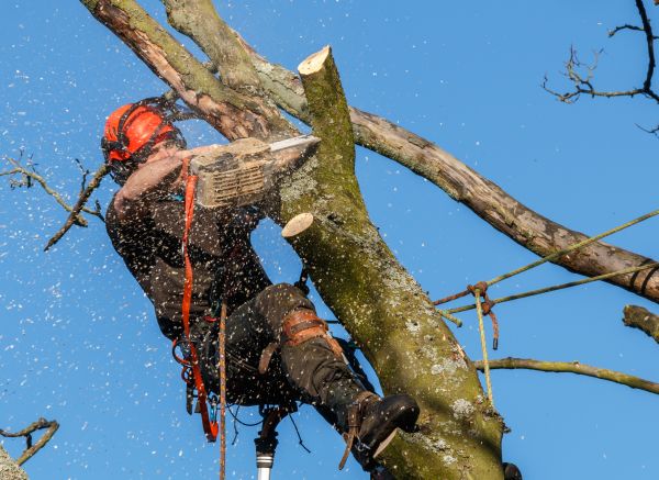 Tree Trimming Service in Westerville