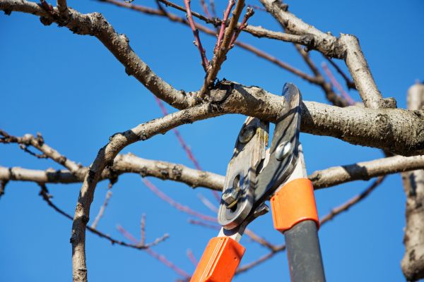 Tree Pruning in Westerville