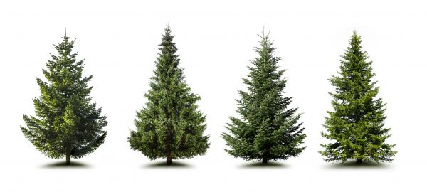 Cost of Pine Tree Trimming in Westerville