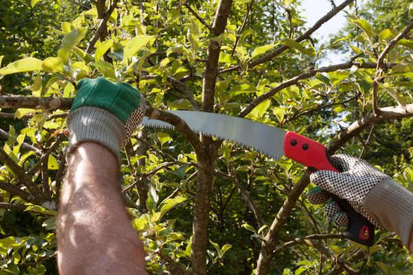 Apple Tree Trimming in Westerville