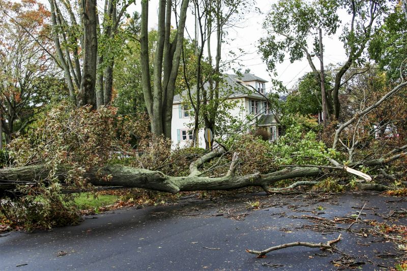 Fallen Tree Blocking Road