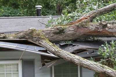 Storm Damage Tree Collapse