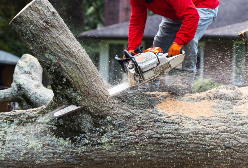 Large Tree Being Removed