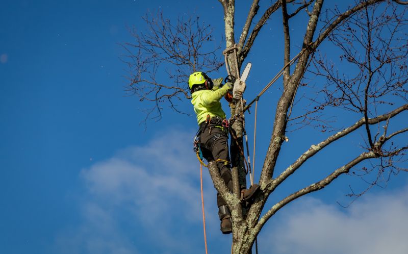 Commercial Tree Clearing Crew
